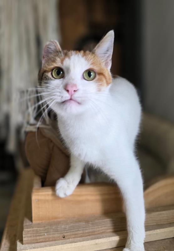 Nova