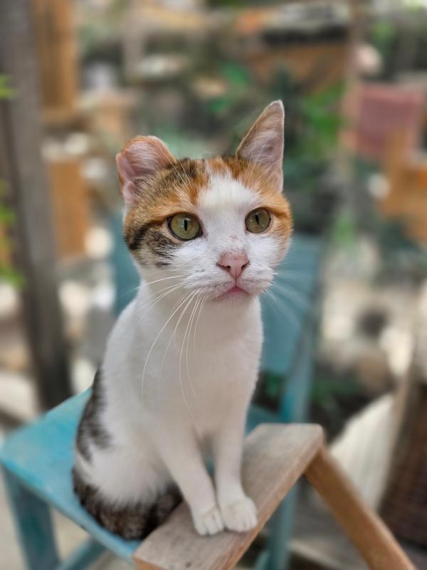 Nova