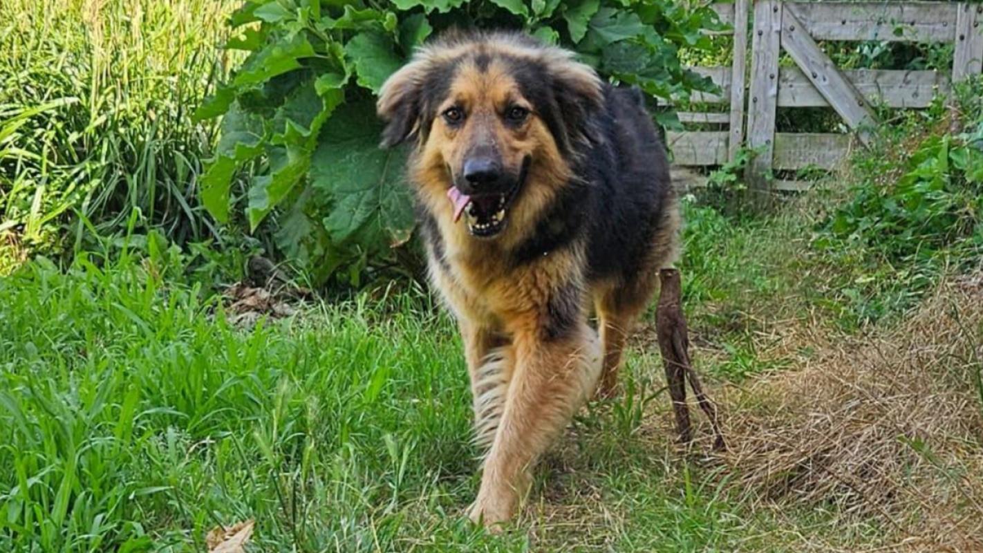 Joris