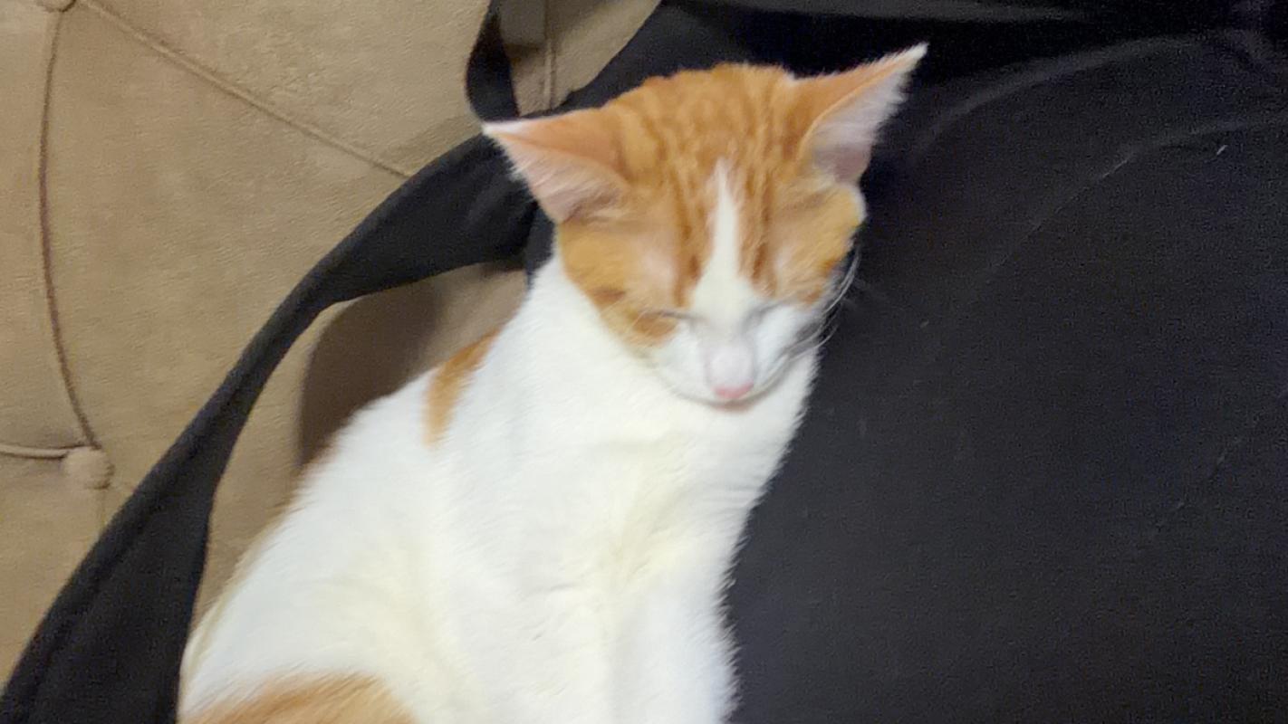 Simba