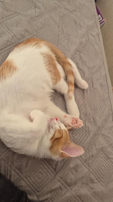 Simba