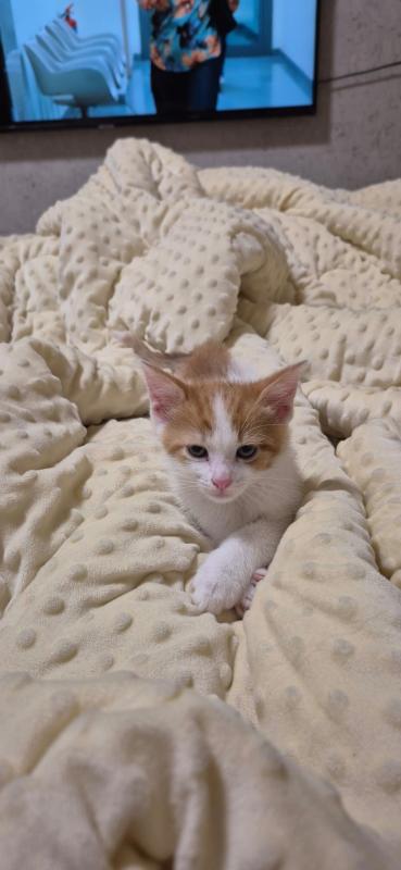 Simba