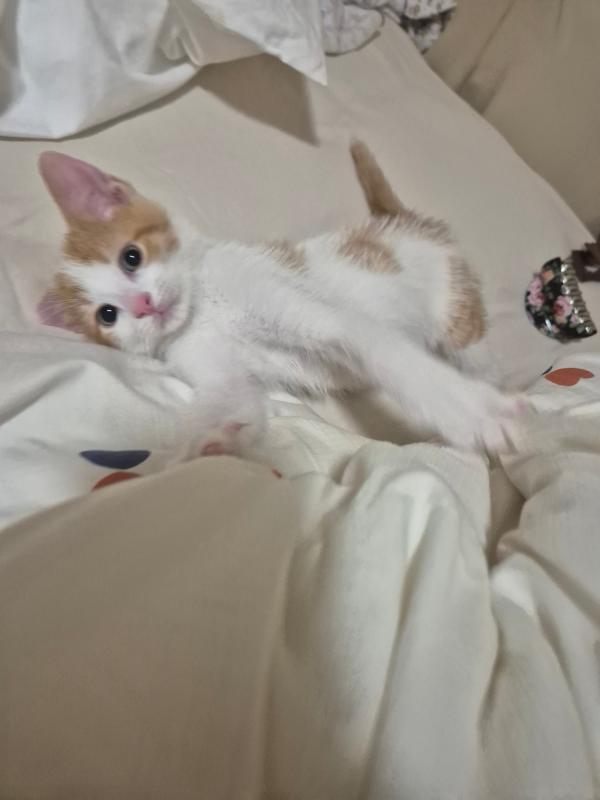 Simba