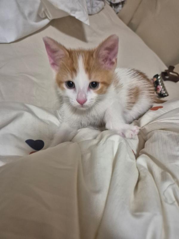Simba