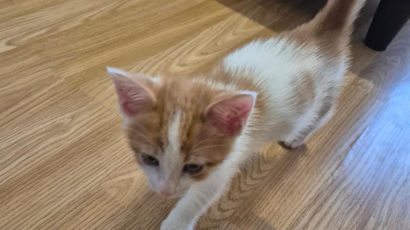 Simba