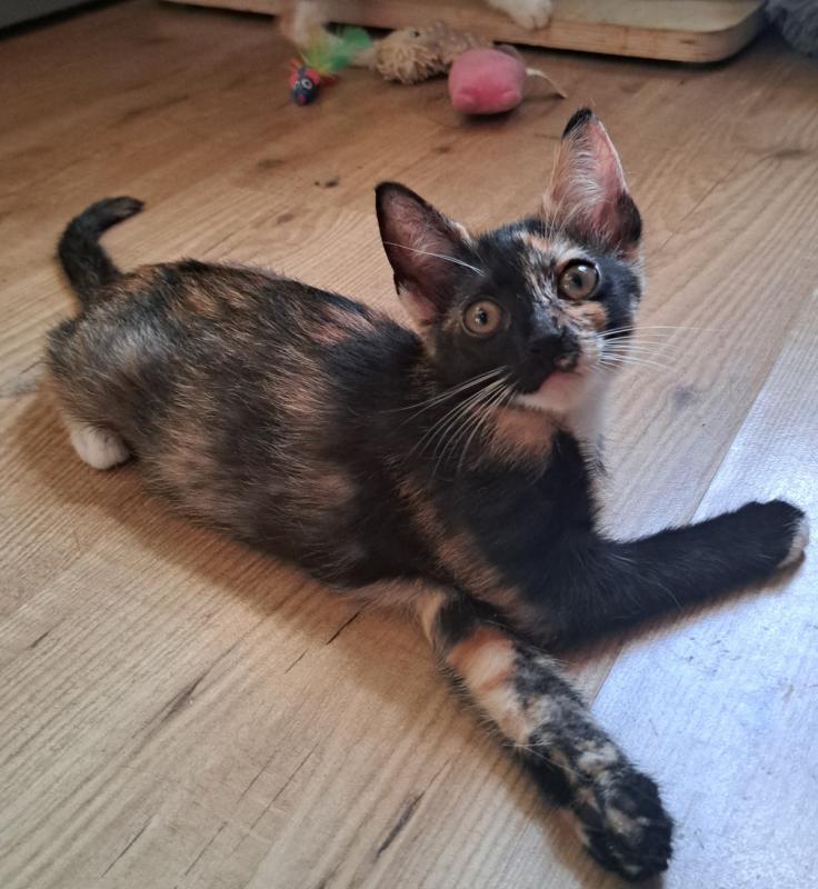 Mina