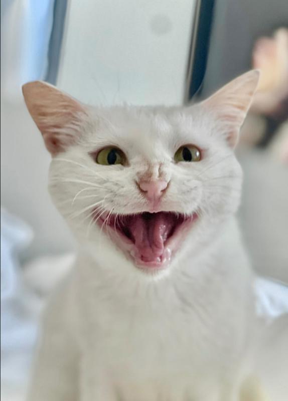 Leila