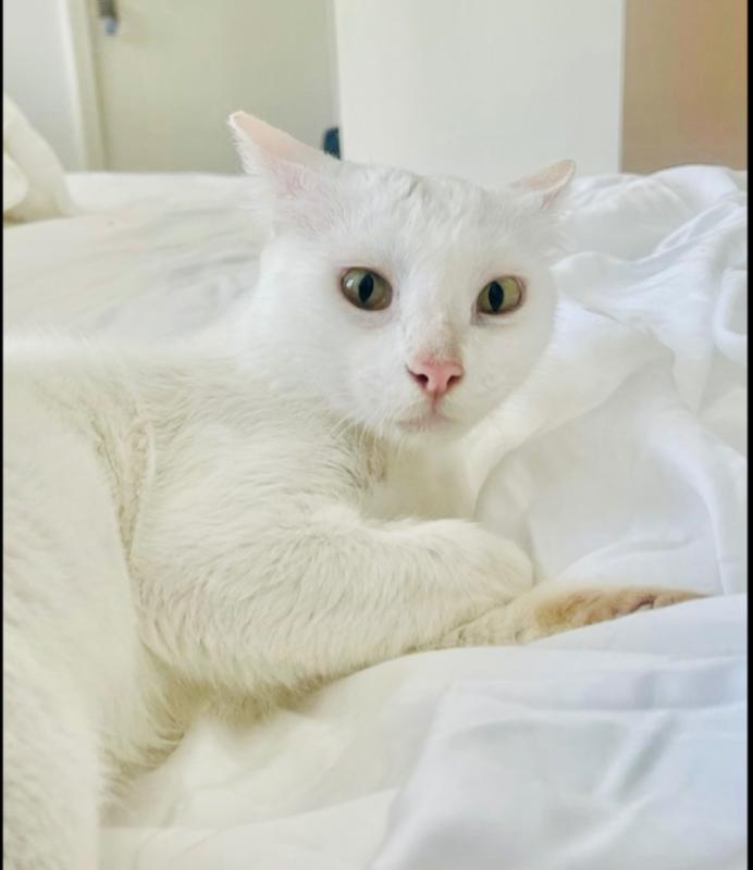 Leila