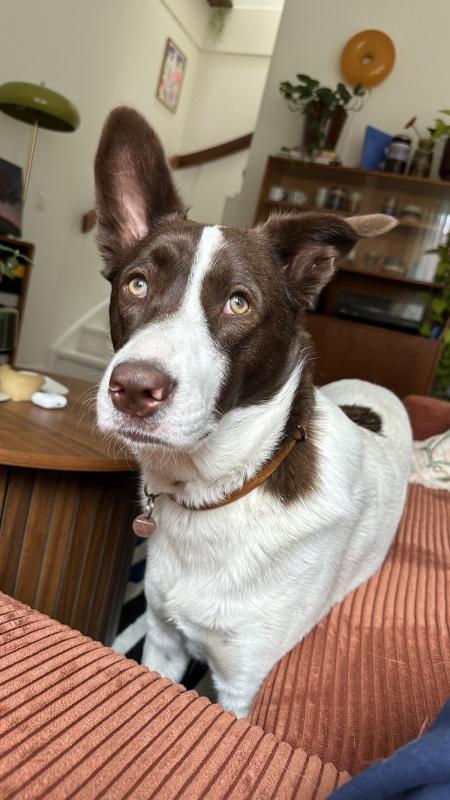 Mochi