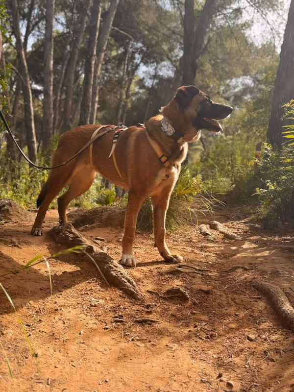 Nala