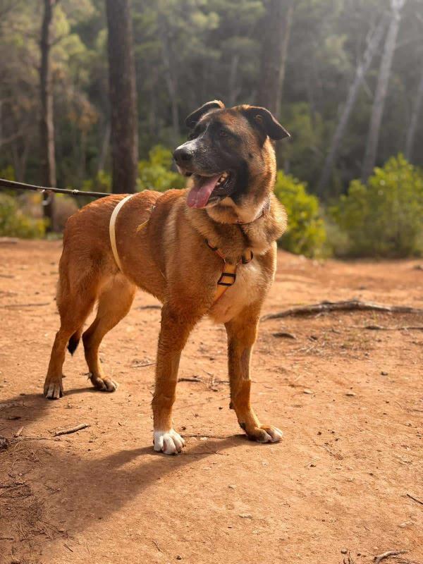 Nala