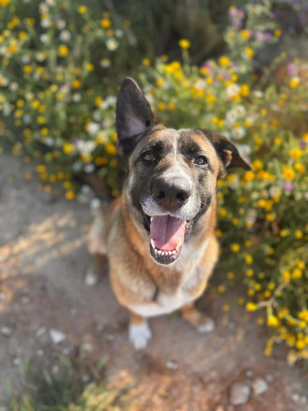 Nala