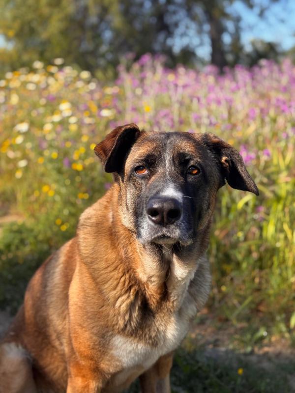 Nala