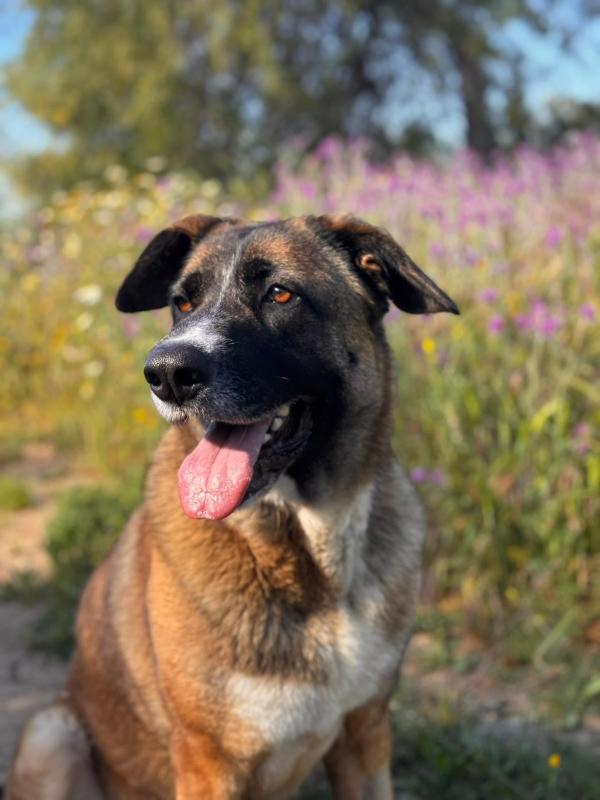 Nala