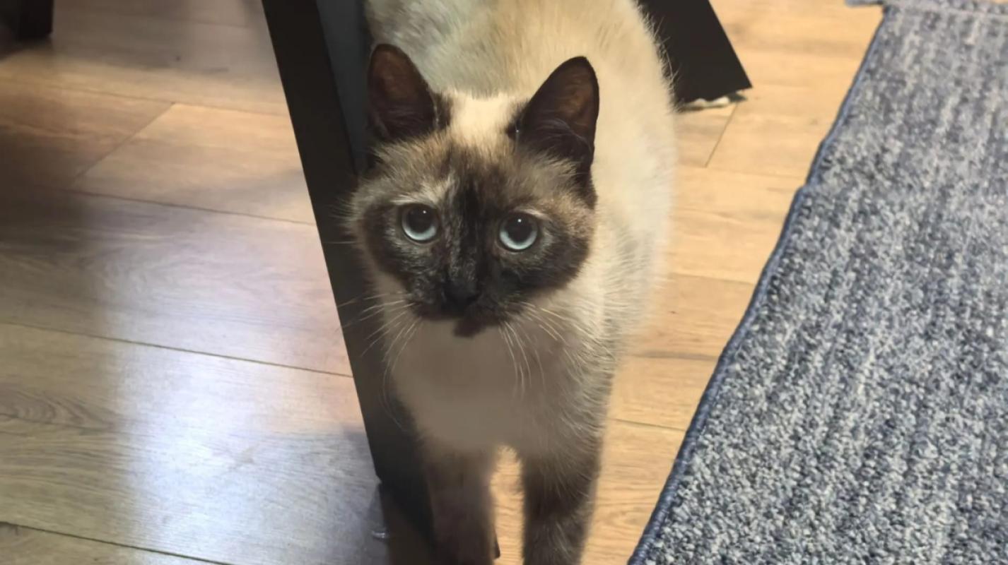 Sophie