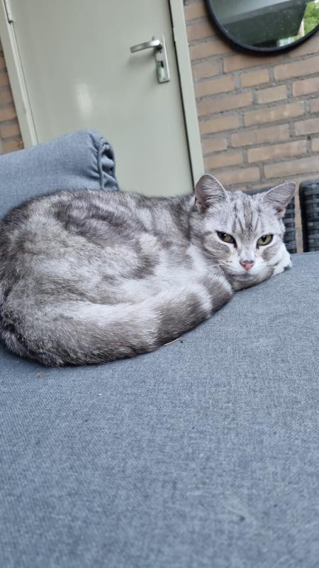 Loetje
