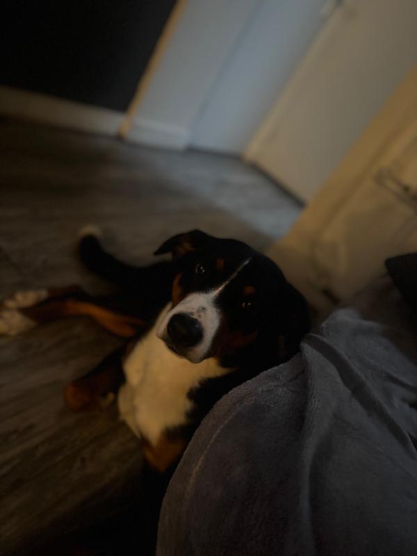 Rocky