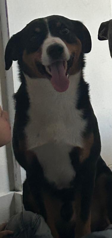 Rocky