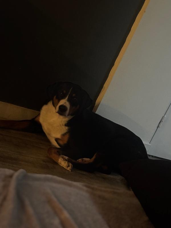 Rocky