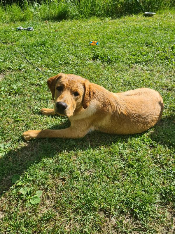 Mylo