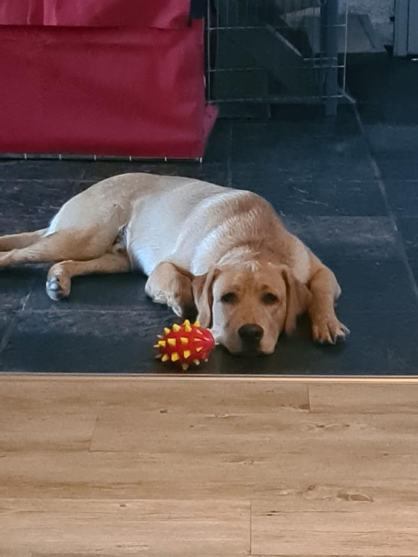 Mylo