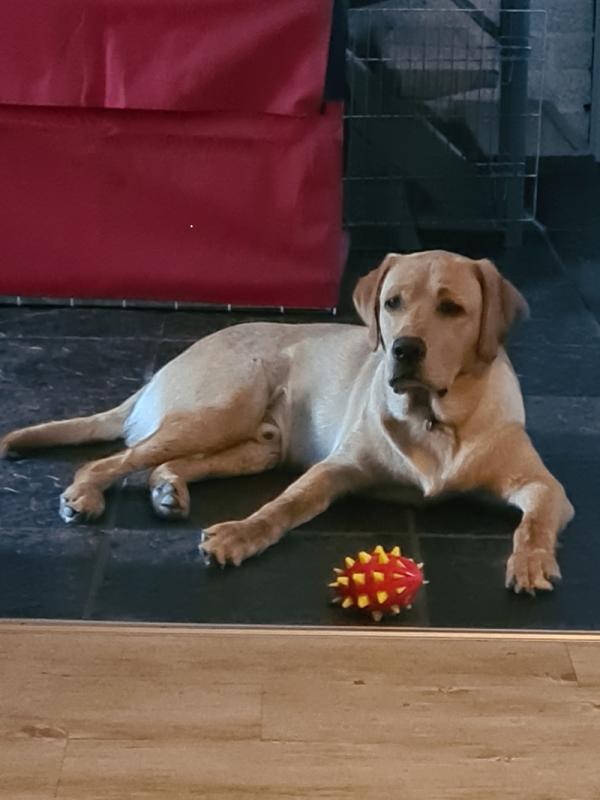 Mylo
