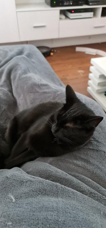 Nala