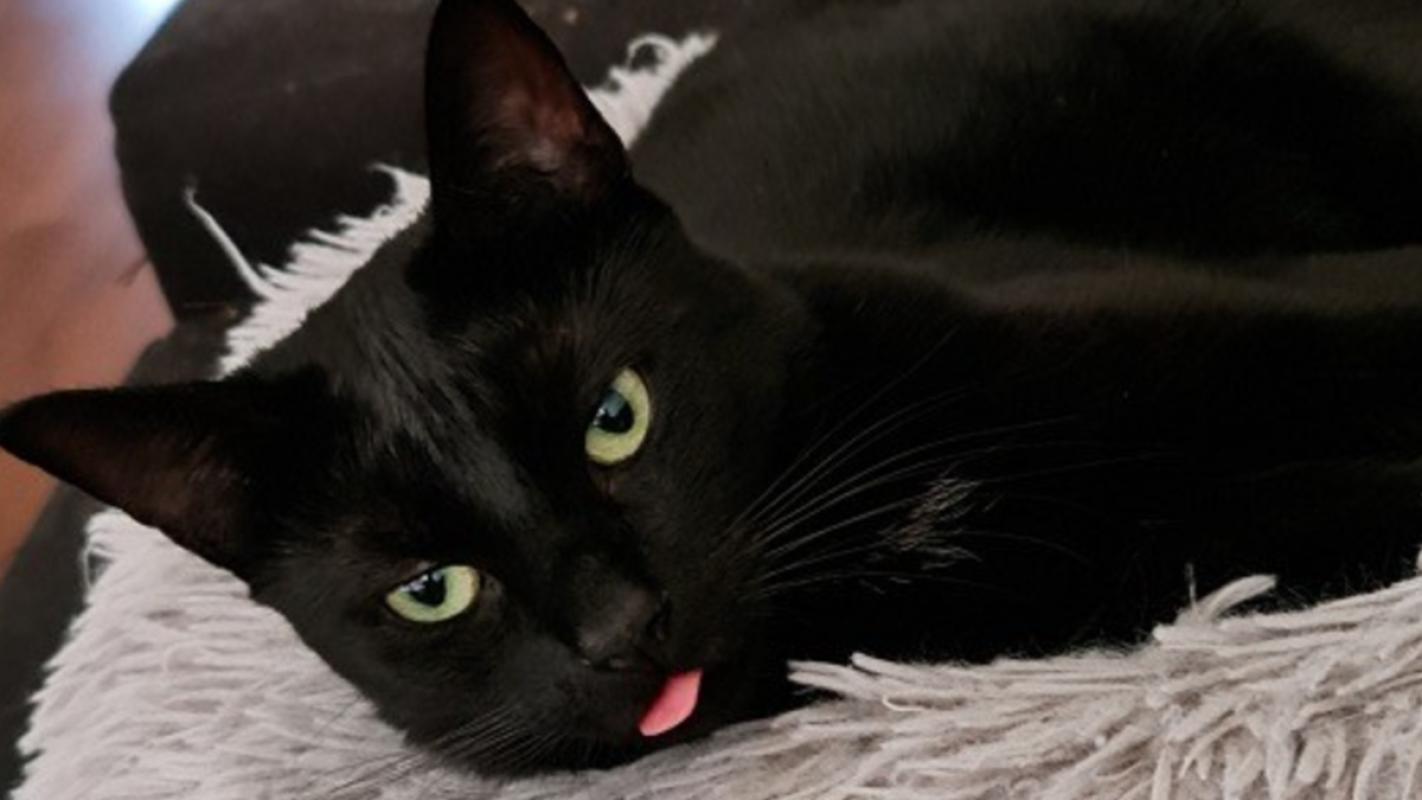 Nala