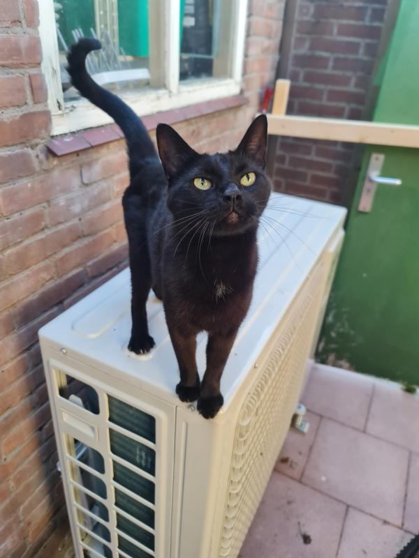 Nala
