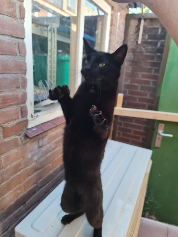 Nala