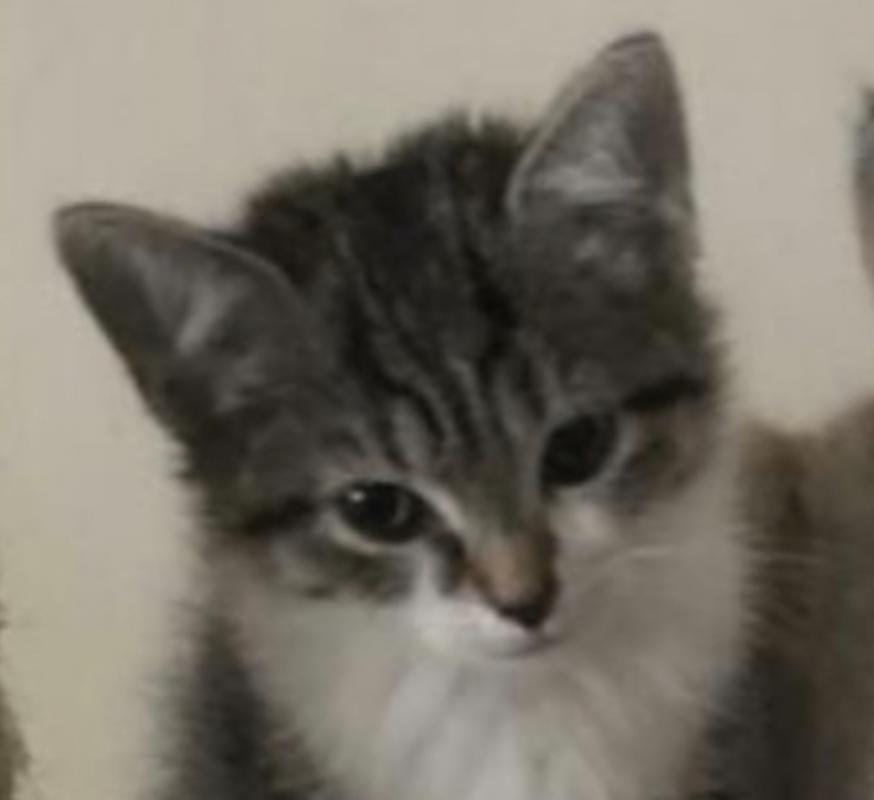 Ella