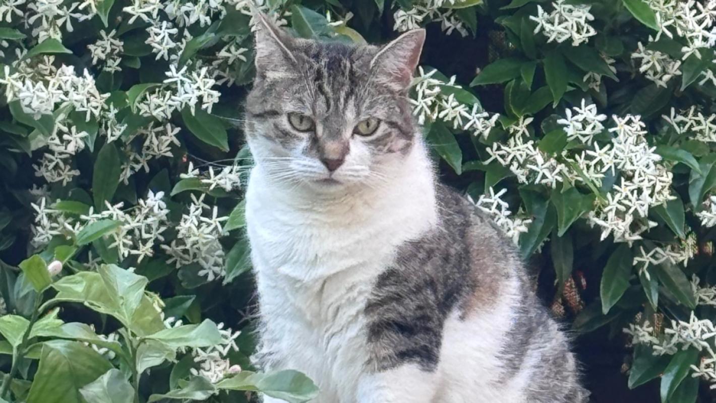 Ella