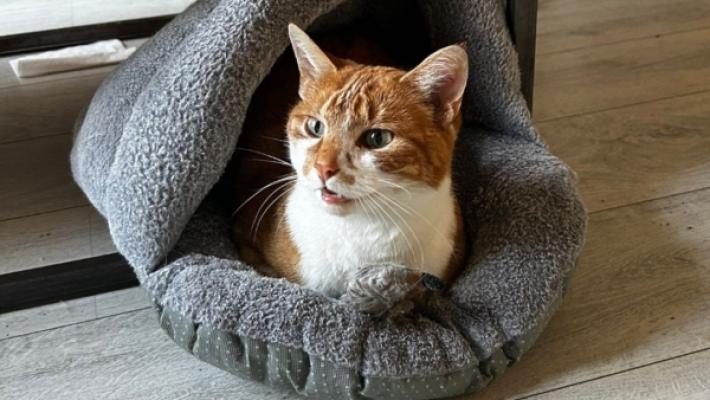 Torvi