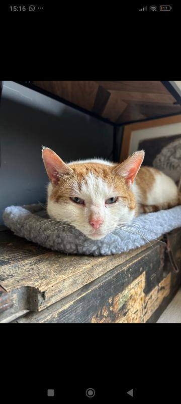Bubbels