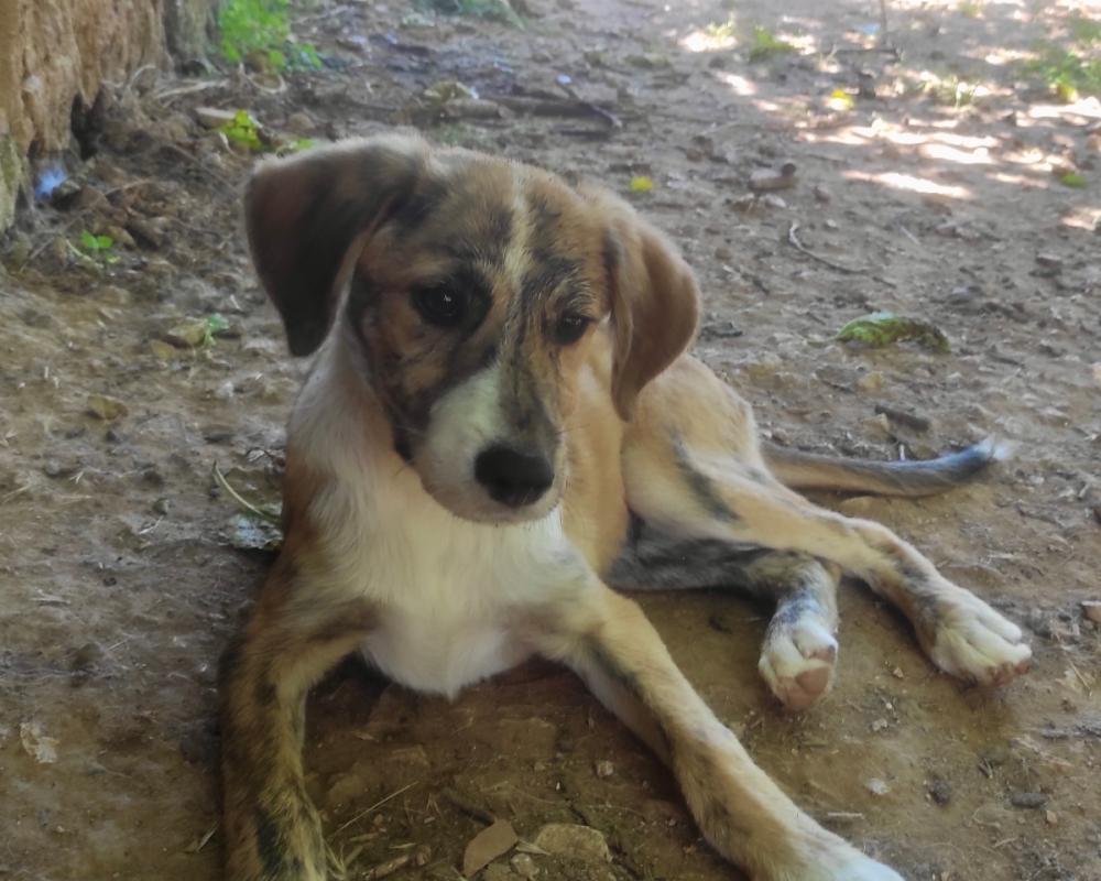 Bowie junior