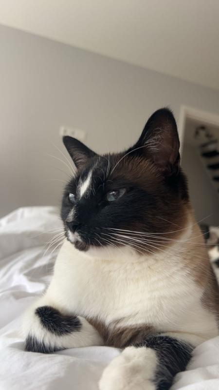 Guusje