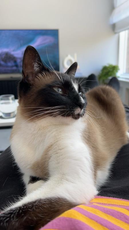 Guusje