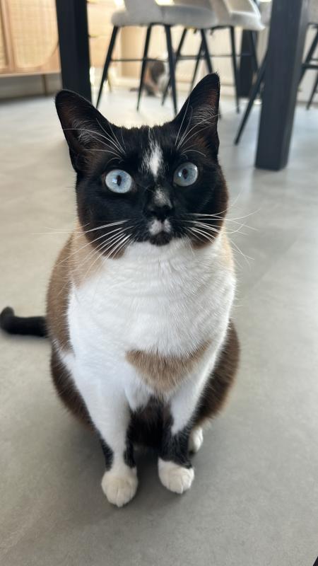 Guusje