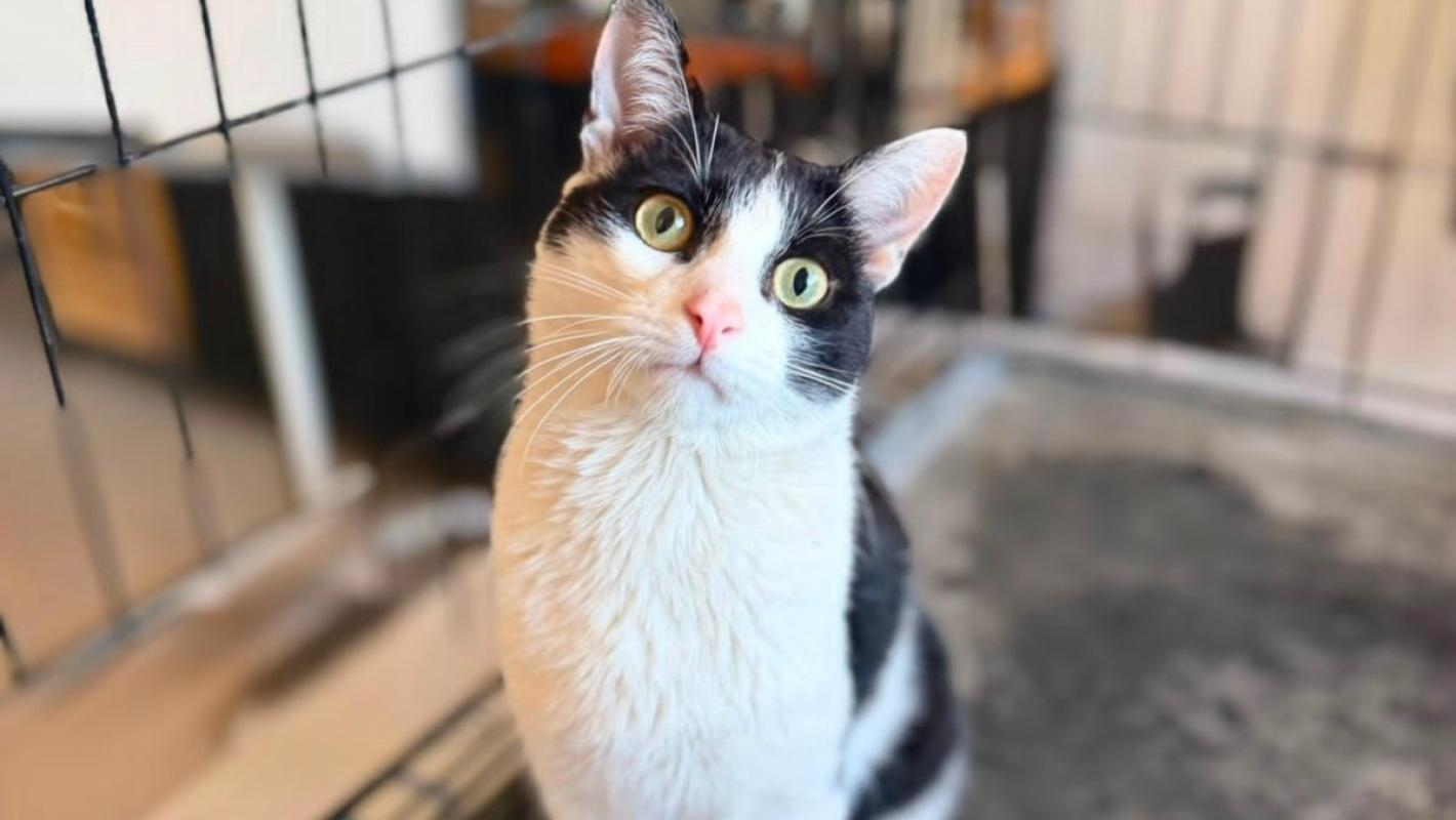 Morán