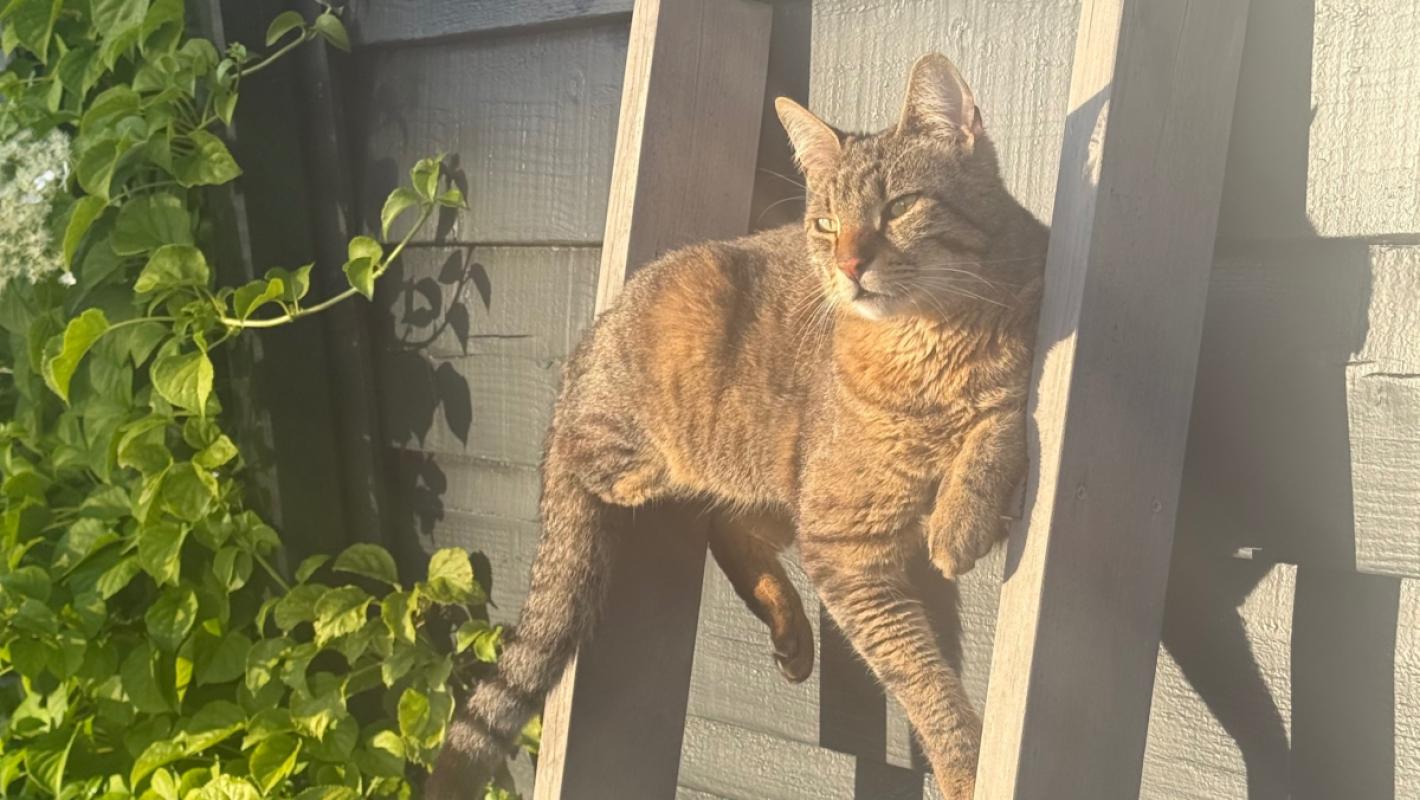 Miso
