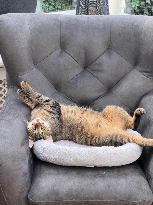 Miso