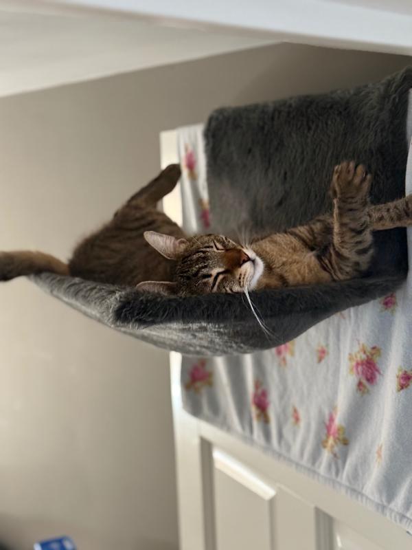 Miso