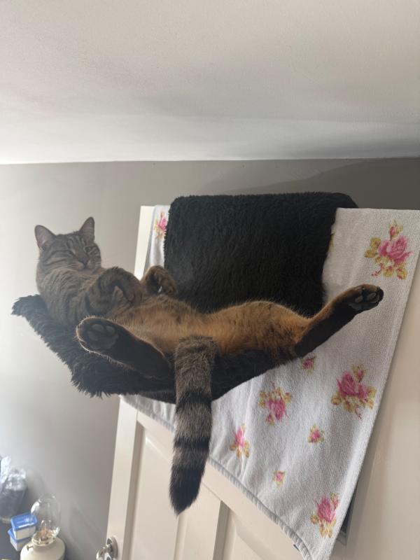 Miso