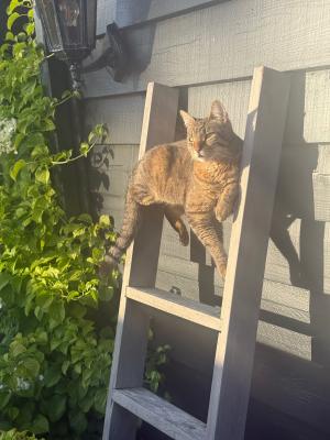 Miso