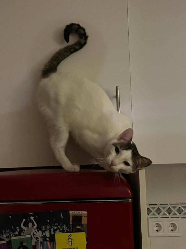Michiwichi