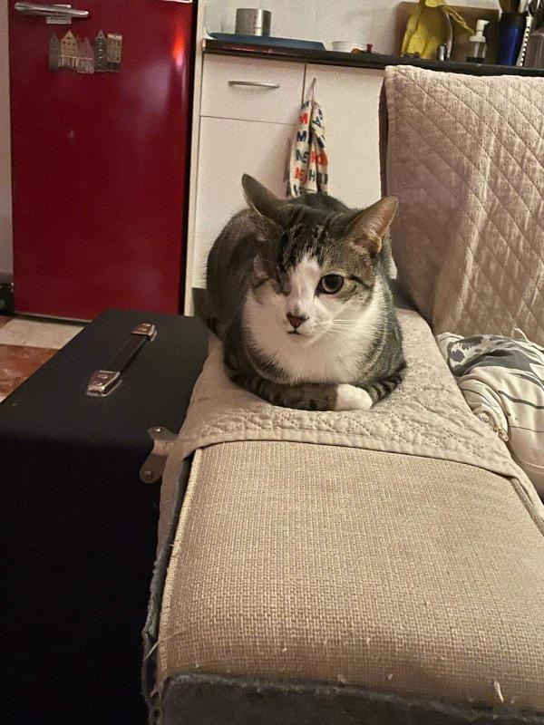 Michiwichi
