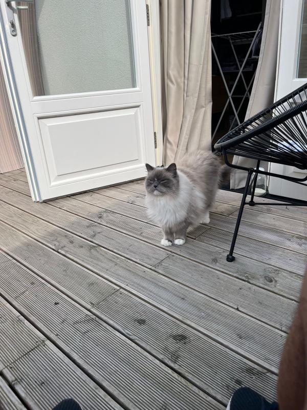 Finn