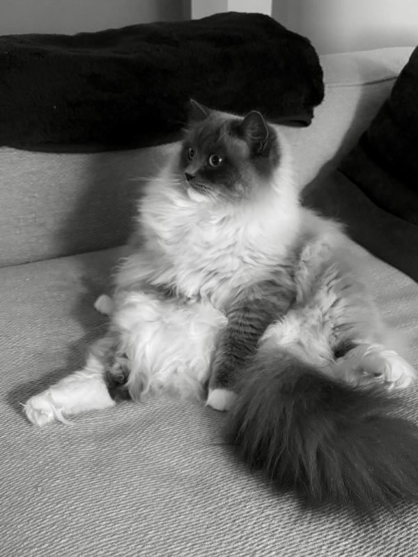 Finn