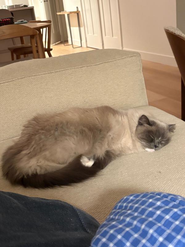 Finn