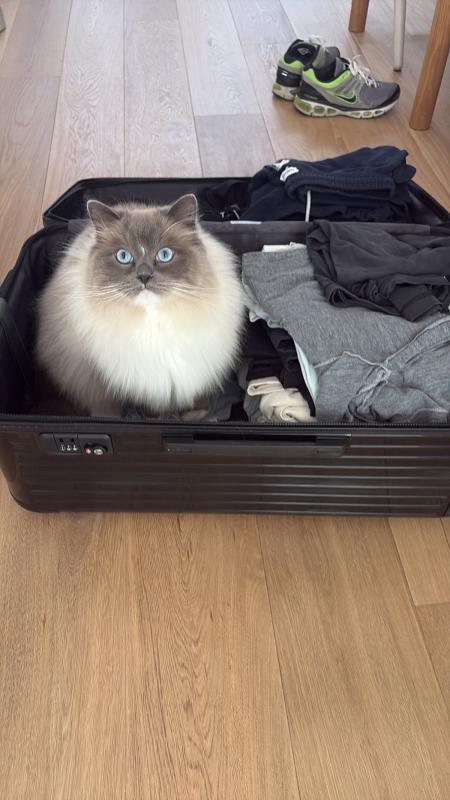 Finn